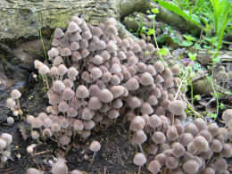 Coprinus disseminatus2