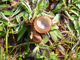 Humaria hemisphaerica2