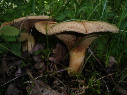 Paxillus involutus