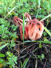 Clathrus ruber