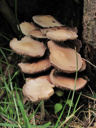 Psathyrella candolleana5