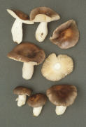 Russula grisea Mushroom