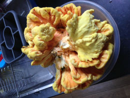 Laetiporus sulphureus   008