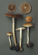 Pholiota carbonaria2 Mushroom