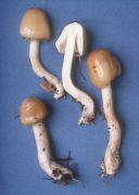 Limacella illinata Mushroom