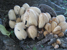 Coprinus atramentariusF