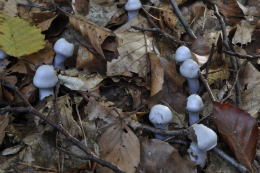 Cortinarius alboviolaceus2