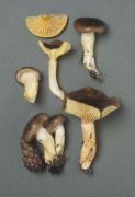Hygrophorus hypothejus Mushroom