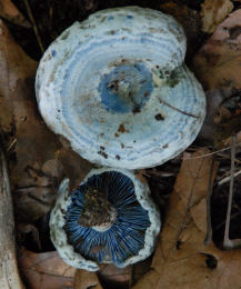 Lactarius indigo 12 Mushroom
