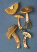 Boletus subtomentosus Mushroom