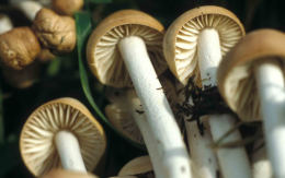 Marasmius oreades4