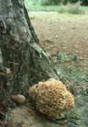 Sparassis crispa Mushroom