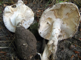 Amanita strobiliformis 3 Mushroom