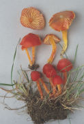 Hygrocybe coccinea2 Mushroom