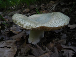 Russula virescens