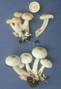 Collybia maculata4 Mushroom