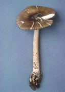 Amanita ceciliae Mushroom