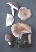 Tricholoma argyraceum2 Mushroom