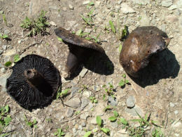 Russula nigricansF