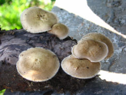 Polyporus various5