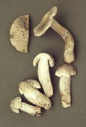 Tricholoma virgatum3 Mushroom