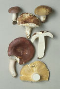 Russula olivacea 2 Mushroom
