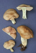 Entoloma sinuatum Mushroom