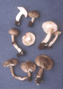 Hygrophorus pustulatus2 Mushroom