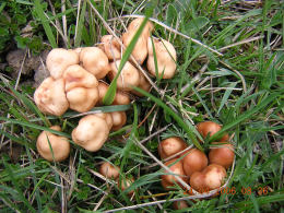 Marasmius oreades4