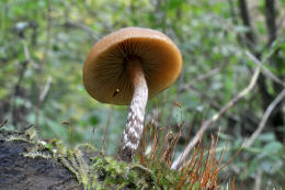 Galerina marginata 2 Mushroom