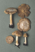 Inocybe albodisca 3 Mushroom