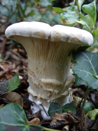 Leucopaxillus giganteus