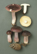 Russula sardonia 6 Mushroom