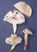 Tricholoma columbetta Mushroom