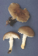 Armillaria fusca Mushroom