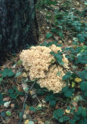 Sparassis crispa2 Mushroom
