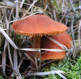 Laccaria proxima