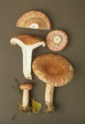 Lactarius torminosus2 Mushroom
