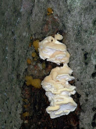 Antrodiella serpula2 Mushroom