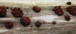 Exidia saccharina 1 Mushroom
