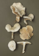 Clitopilus prunulus 3 Mushroom
