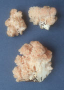 Hericium ramosumPinkF Mushroom