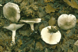 Clitocybe nebularis2