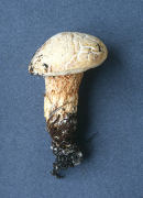 Austroboletus subflavidus Mushroom