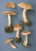 Cortinarius anomalus3 Mushroom