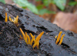 Calocera cornea3