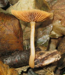 Tubaria furfuracea7