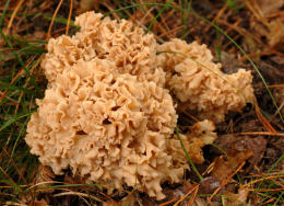 Sparassis crispa3