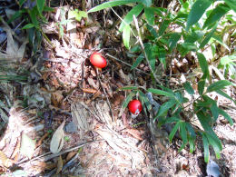 Amanita caesariaUSA