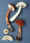 Austroboletus gracilis Mushroom